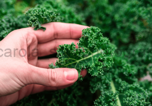 kale seasonal ingredients